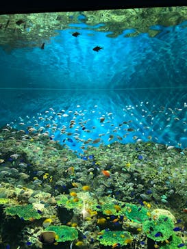 アクアワールド茨城県大洗水族館に投稿された画像（2022/8/14）