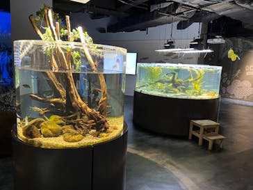 カワスイ 川崎⽔族館に投稿された画像（2022/8/14）