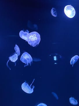 サンシャイン水族館に投稿された画像（2022/8/14）