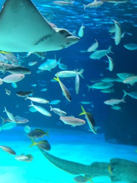 サンシャイン水族館に投稿された画像（2022/8/14）