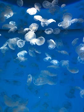 アクアワールド茨城県大洗水族館に投稿された画像（2022/8/14）