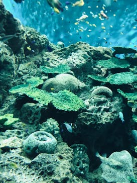 アクアワールド茨城県大洗水族館に投稿された画像（2022/8/14）