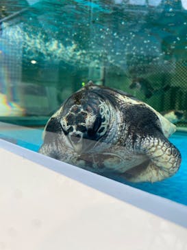 名古屋港水族館に投稿された画像（2022/8/14）