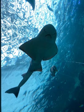 名古屋港水族館に投稿された画像（2022/8/14）