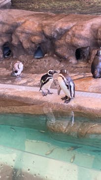 しながわ水族館に投稿された画像（2022/8/14）