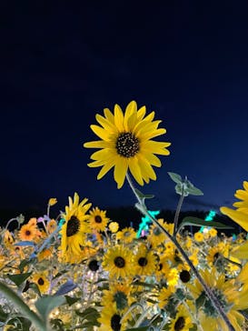 せんだい農業園芸センター　みどりの杜に投稿された画像（2022/8/14）