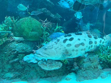 名古屋港水族館に投稿された画像（2022/8/14）