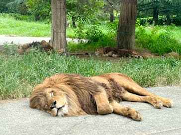 群馬サファリパークに投稿された画像（2022/8/14）
