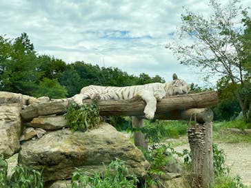 群馬サファリパークに投稿された画像（2022/8/14）