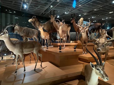 国立科学博物館に投稿された画像（2022/8/14）