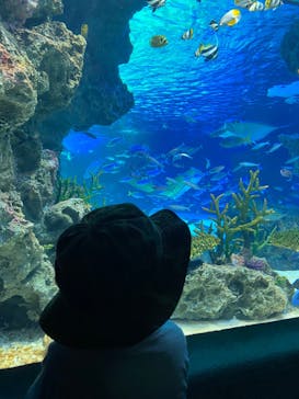 サンシャイン水族館に投稿された画像（2022/8/14）
