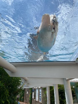 サンシャイン水族館に投稿された画像（2022/8/14）