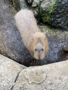 伊豆シャボテン動物公園に投稿された画像（2022/8/14）