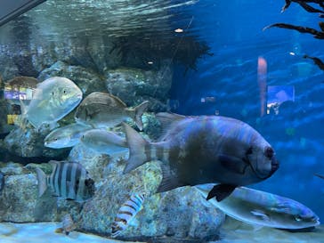 名古屋港水族館に投稿された画像（2022/8/14）
