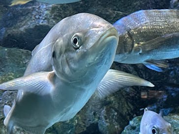 名古屋港水族館に投稿された画像（2022/8/14）