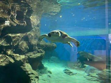 名古屋港水族館に投稿された画像（2022/8/14）