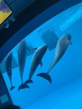 名古屋港水族館に投稿された画像（2022/8/14）