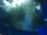 アクアワールド茨城県大洗水族館に投稿された画像（2022/8/14）