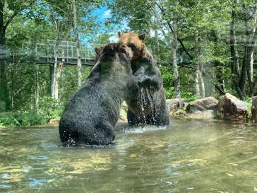 サホロリゾート　ベア･マウンテンに投稿された画像（2022/8/14）
