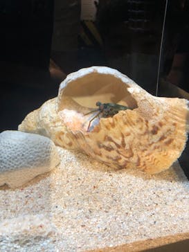 しながわ水族館に投稿された画像（2022/8/14）