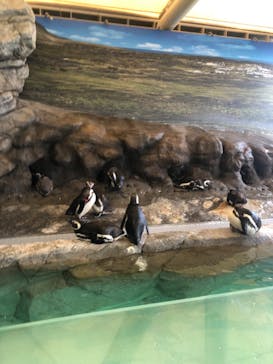 しながわ水族館に投稿された画像（2022/8/14）