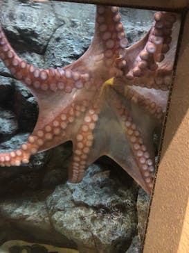 しながわ水族館に投稿された画像（2022/8/14）