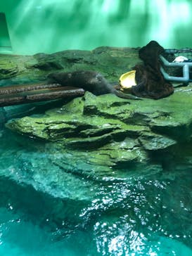 しながわ水族館に投稿された画像（2022/8/14）