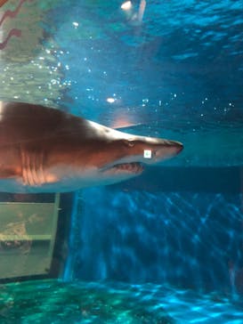 しながわ水族館に投稿された画像（2022/8/14）