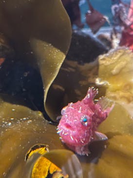 環境水族館アクアマリンふくしまに投稿された画像（2022/8/14）