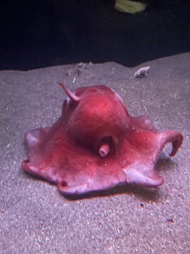 環境水族館アクアマリンふくしまに投稿された画像（2022/8/14）