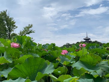 三溪園に投稿された画像（2022/8/14）