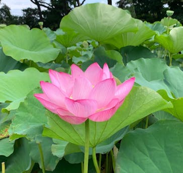 三溪園に投稿された画像（2022/8/14）