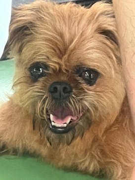 つくばわんわんランドに投稿された画像（2022/8/14）