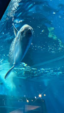 アクアワールド茨城県大洗水族館に投稿された画像（2022/8/14）