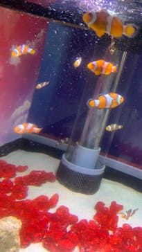 アクアワールド茨城県大洗水族館に投稿された画像（2022/8/14）