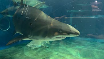 アクアワールド茨城県大洗水族館に投稿された画像（2022/8/14）