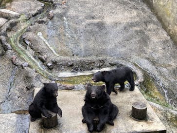 奥飛騨クマ牧場に投稿された画像（2022/8/14）