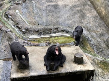 奥飛騨クマ牧場に投稿された画像（2022/8/14）