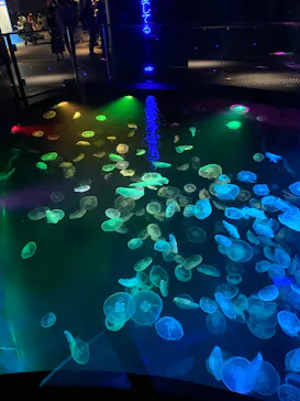 すみだ水族館に投稿された画像（2022/8/14）