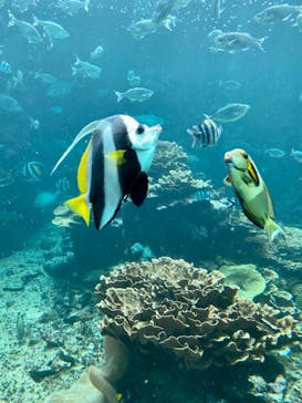 串本海中公園水族館に投稿された画像（2022/8/14）