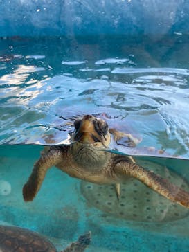 串本海中公園水族館に投稿された画像（2022/8/14）