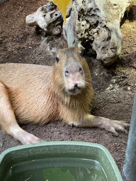 カワスイ 川崎⽔族館に投稿された画像（2022/8/14）