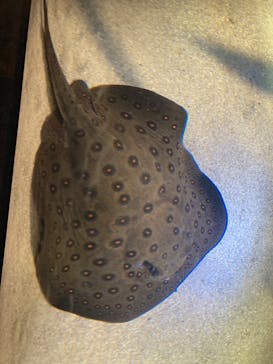 カワスイ 川崎⽔族館に投稿された画像（2022/8/14）