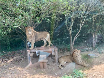 秋吉台自然動物公園 サファリランドに投稿された画像（2022/8/14）