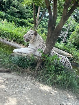 群馬サファリパークに投稿された画像（2022/8/14）