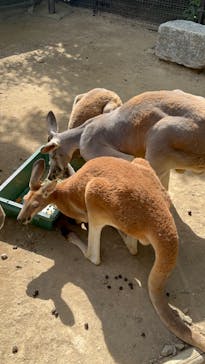 群馬サファリパークに投稿された画像（2022/8/14）