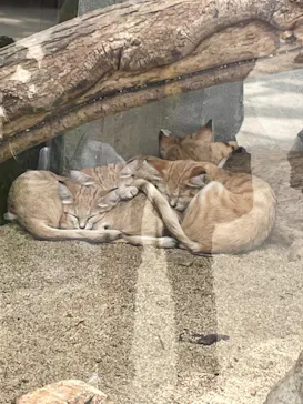 神戸どうぶつ王国に投稿された画像（2022/8/14）