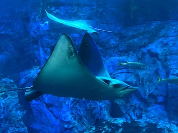 大分マリーンパレス水族館 「うみたまご」に投稿された画像（2022/8/14）