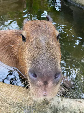 神戸どうぶつ王国に投稿された画像（2022/8/14）