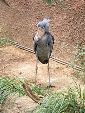 神戸どうぶつ王国に投稿された画像（2022/8/14）